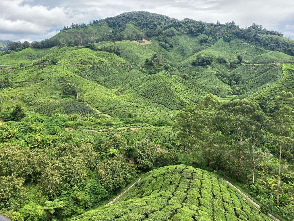 Getaway Guide: Cameron Highlands